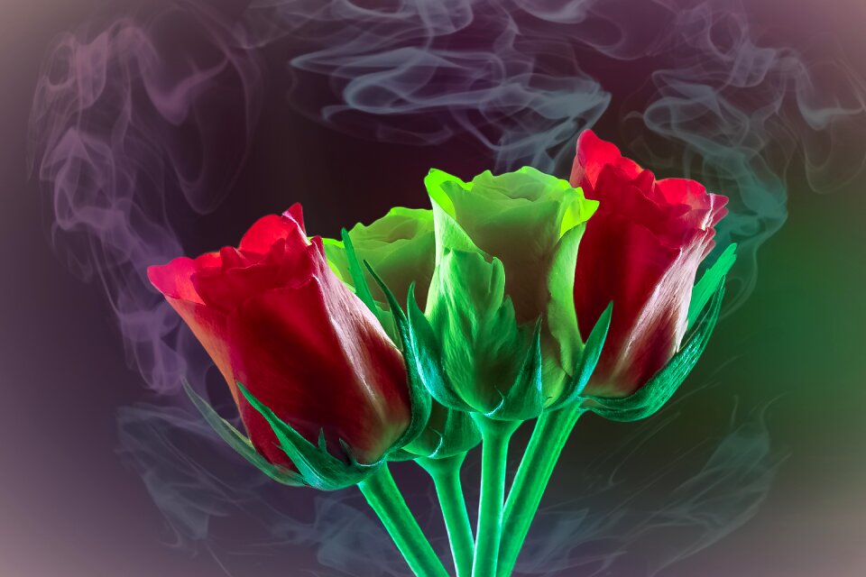 Background roses flowers