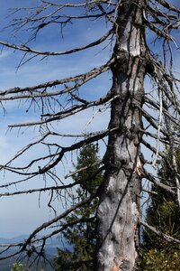 Nature vanishing dead