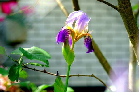 Nature iris iridaceae