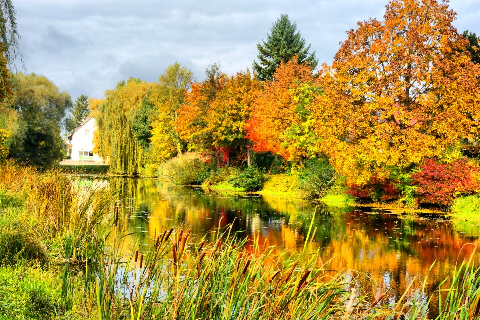 Colourful leaves autumn dream