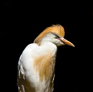 Cattle egret feather hood photo