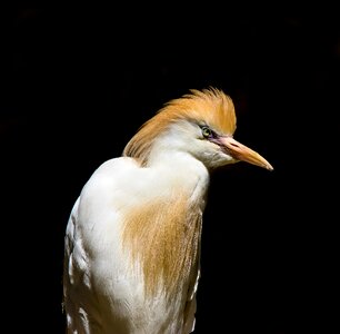 Cattle egret feather hood