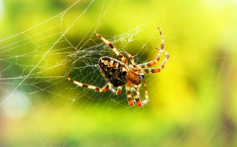 Cobweb insect animals