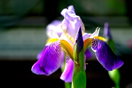 Blue flower nature