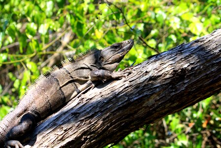 Quintana roo mexico trunk