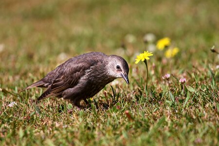 Sturnus vulgaris young star bird