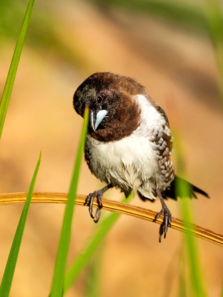 Wildlife animal wild