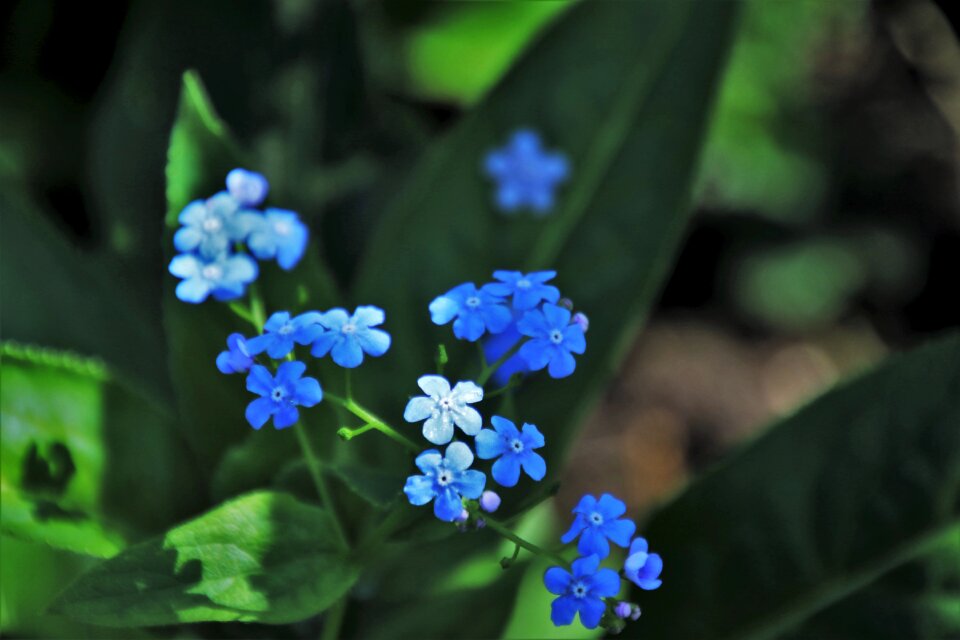 Plant leaf flower