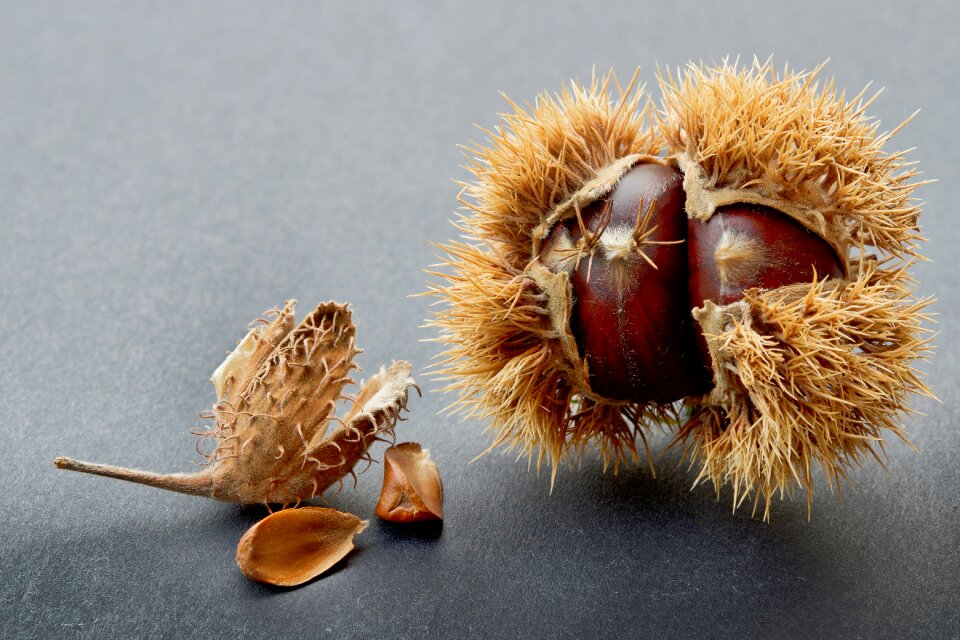 Autumn decoration edible brown