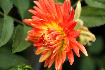 Dahlia orange flowering flower photo