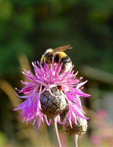 Flower pollination insect