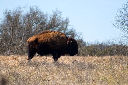 Buffalo wild pasture