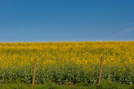 Nature sky rapeseed