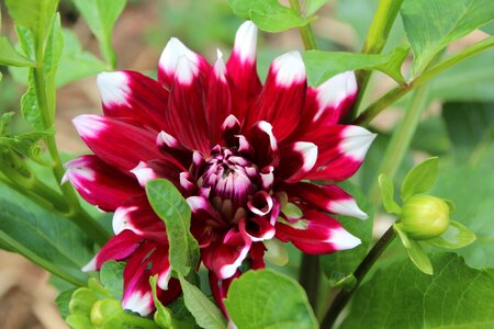 Red dahlia white dahlia bicolor flowering