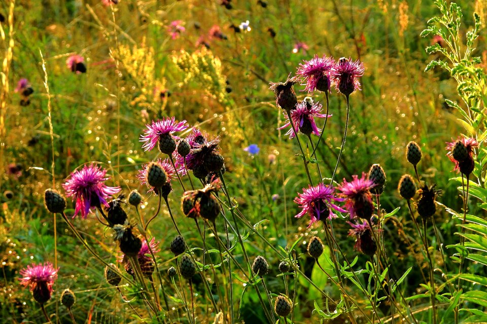 Nature thistles summer