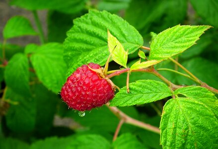 Ripe raspberries garden red