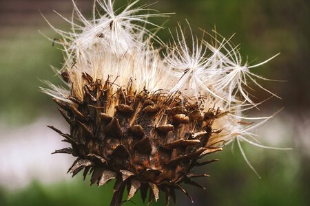 Seeds flying seeds transient photo