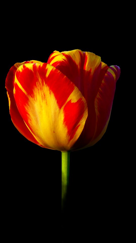 Flower brilliant color