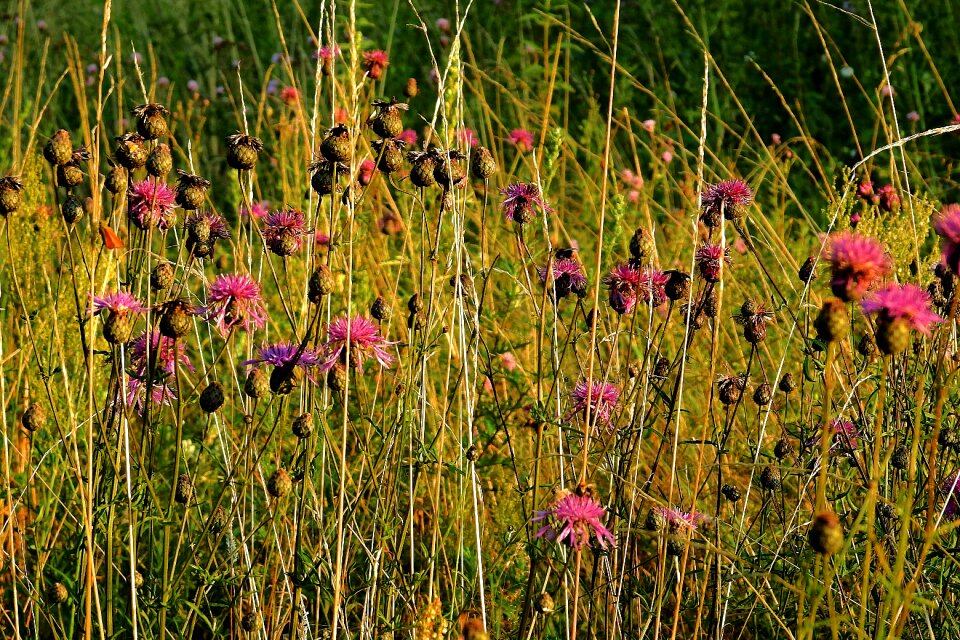 Thistles summer nature