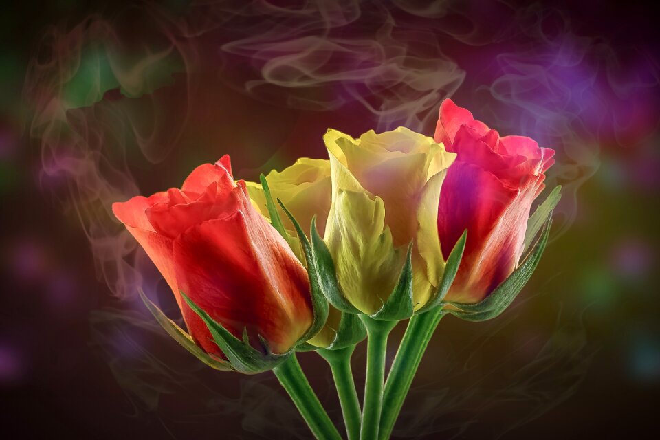 Roses leaf background