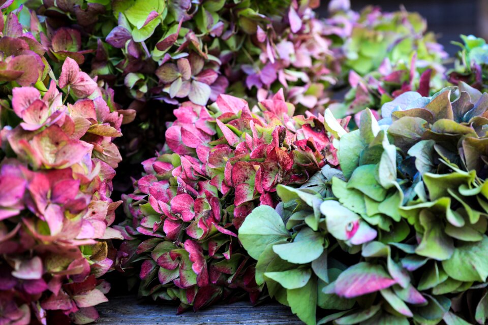 Flower garden plant nature