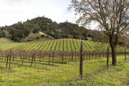 Napa valley winery landscape