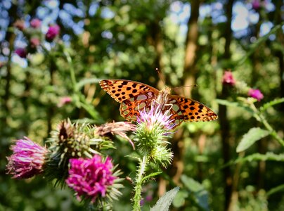Pollination insect nature