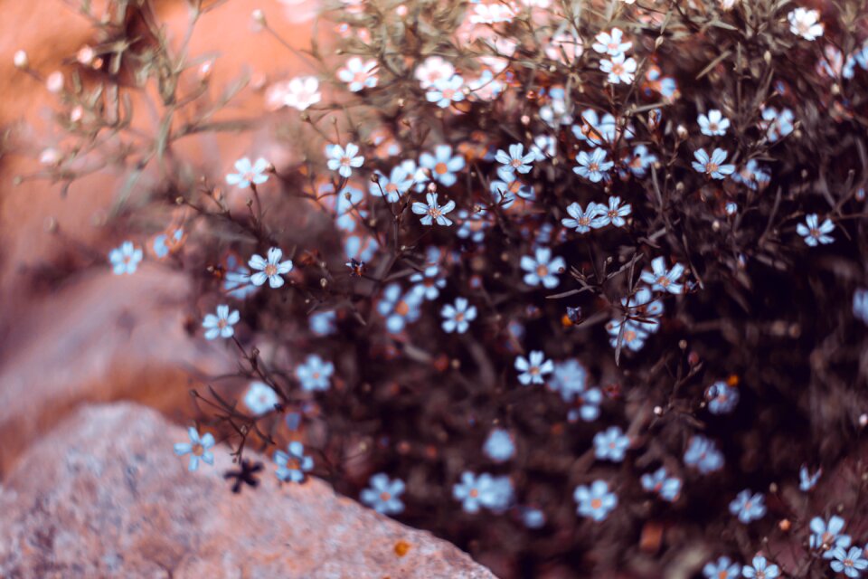 Tenderness nature summer