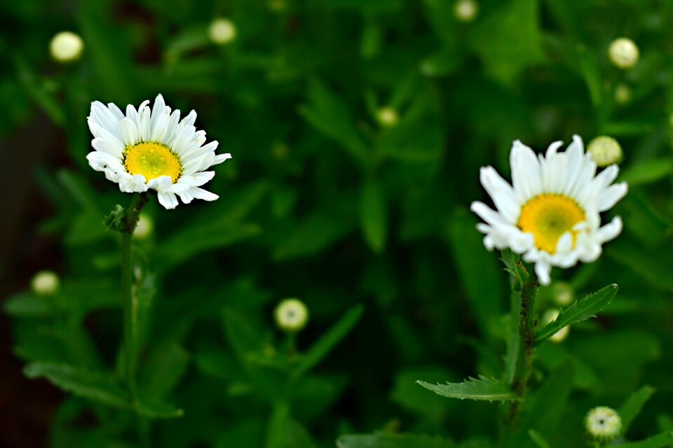 Marguerite macro nature