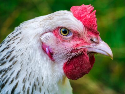 Poultry animal portrait animal