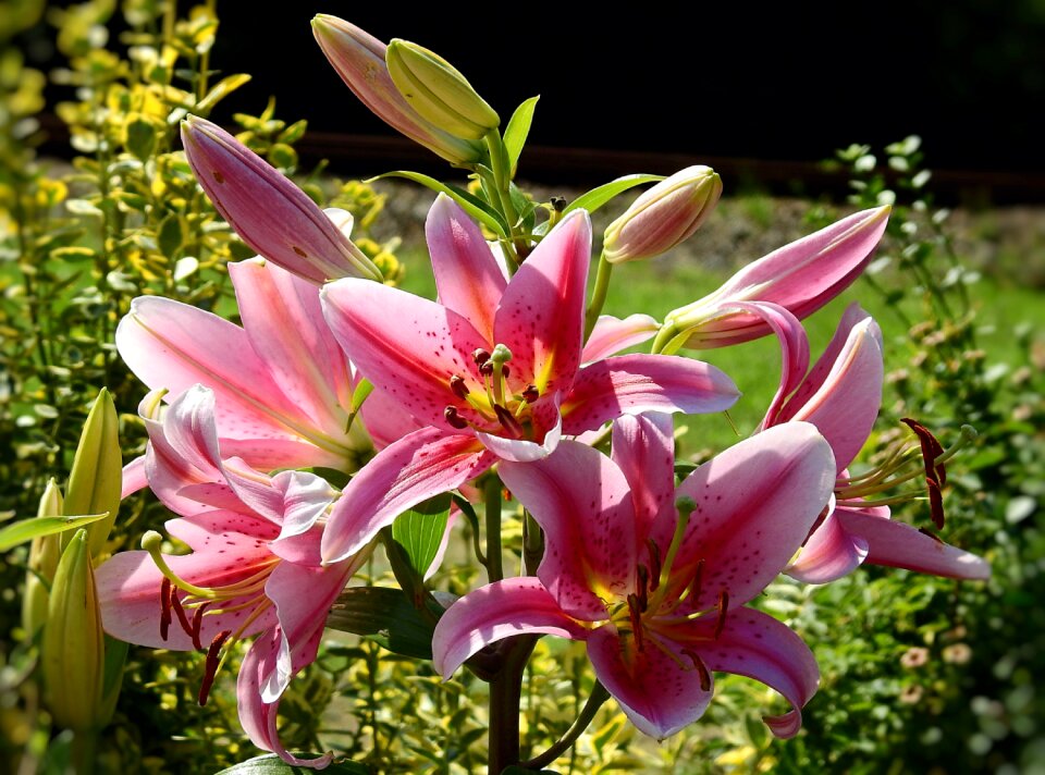 Garden romantic blooming