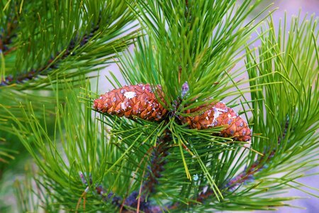 Nature forest plant