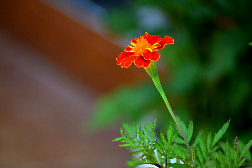Nature flower perennial