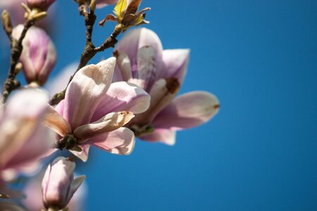 Close up blossom bloom