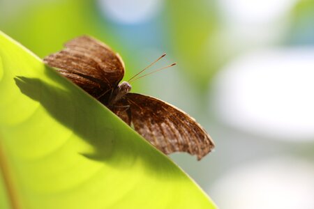 Leaf moth nature photo