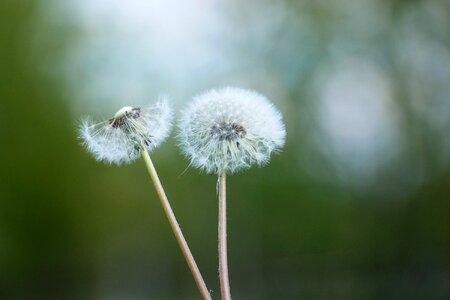 Plant close up pointed flower photo