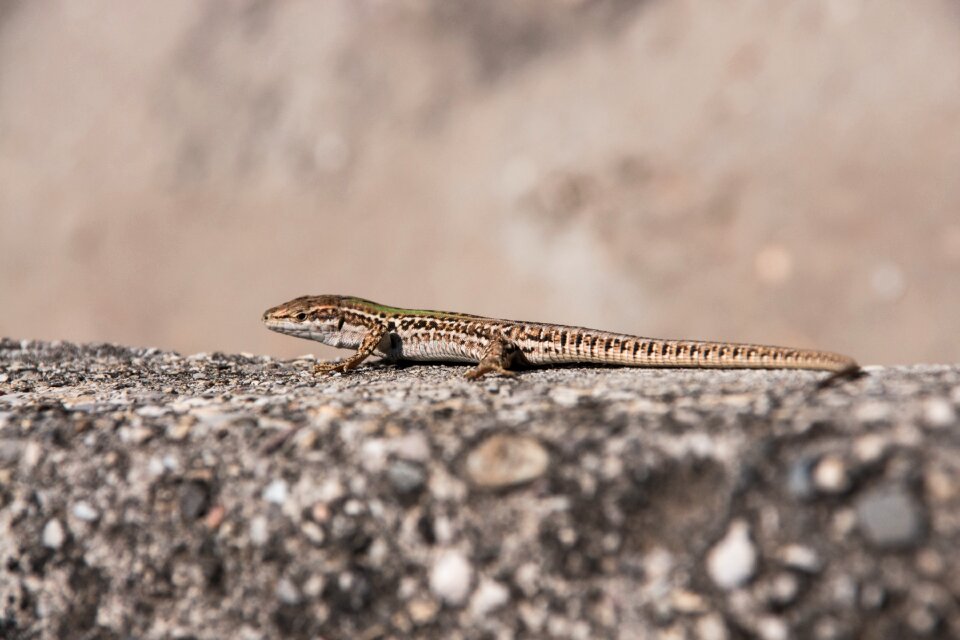 Gecko nature animal world