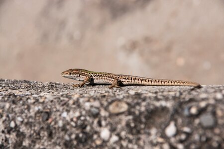 Gecko nature animal world photo