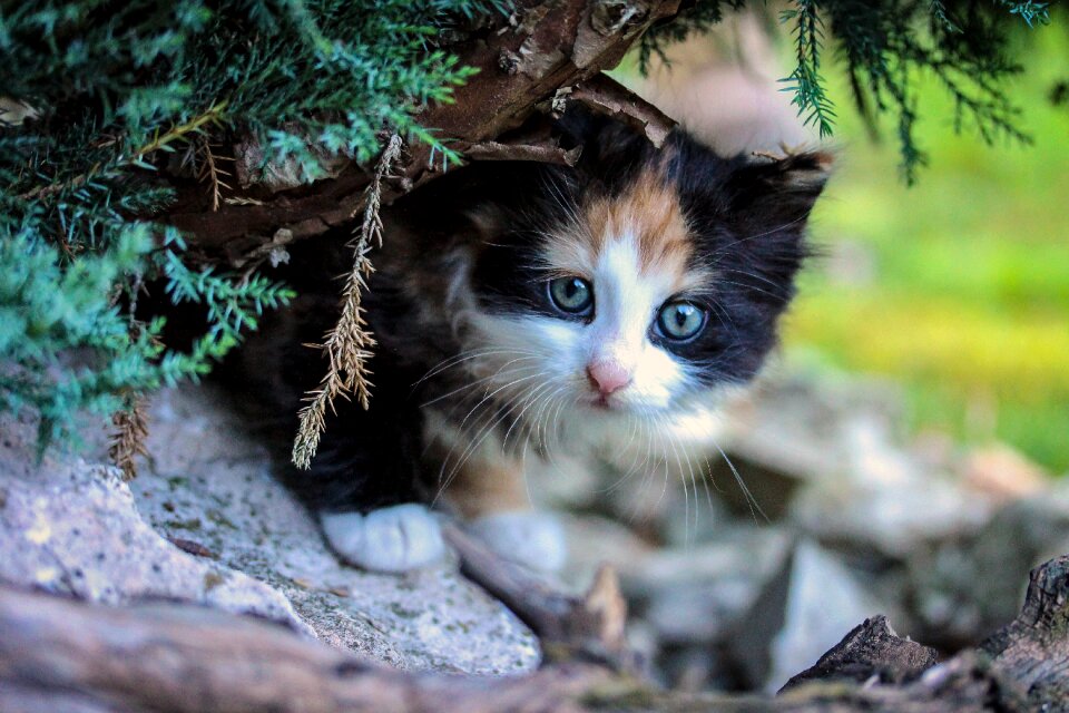 Cute animal pets