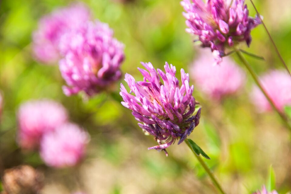 Nature spring blossom photo