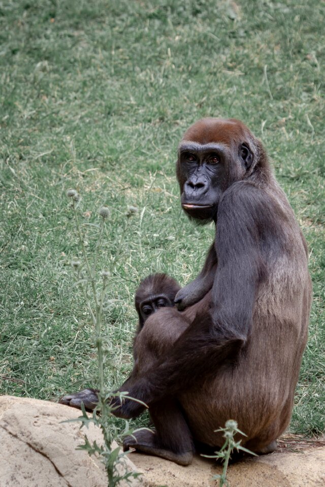 Gorilla child young animal world