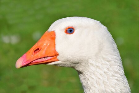 Goose white head