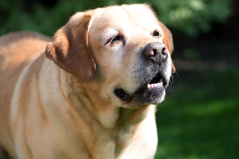 Elderly cute pets