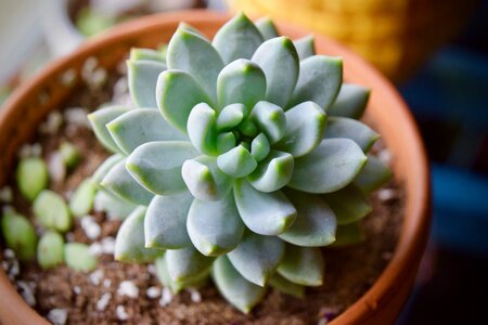 Plant green flora