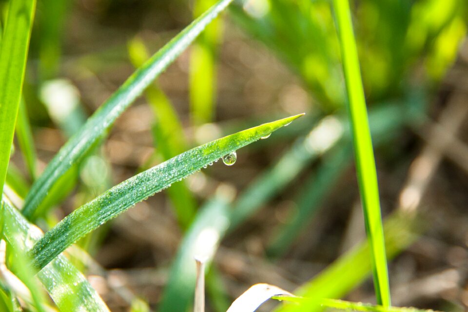 Nature summer raindrop