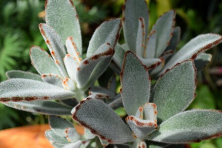 Plant green flora