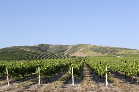 California agriculture winery