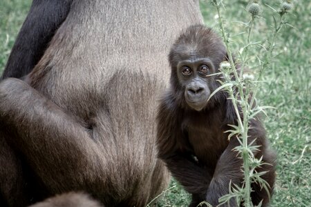 Gorilla child young animal world