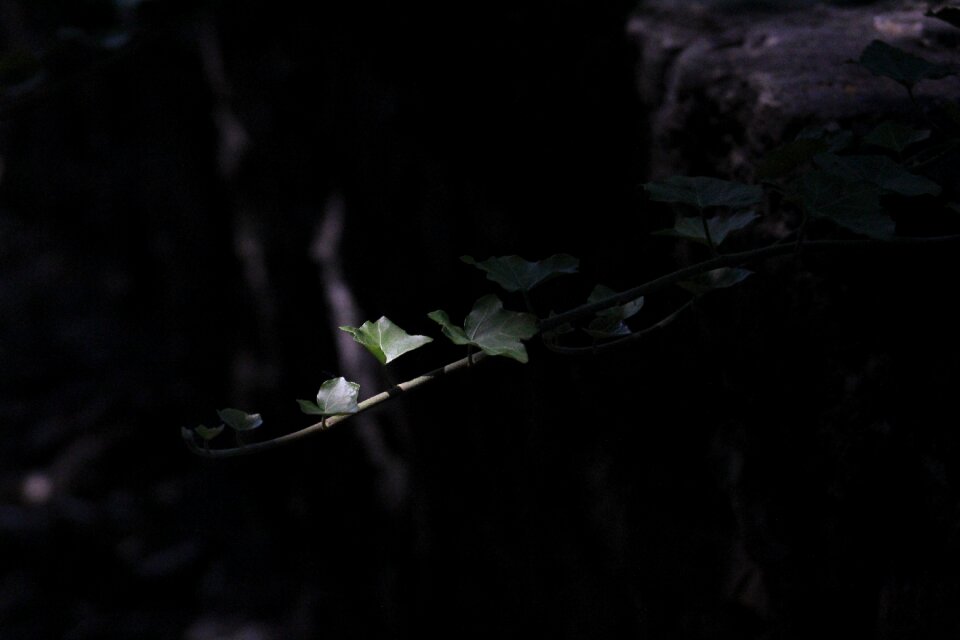 Light plant creeper