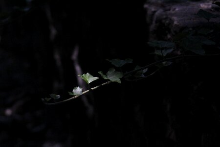 Light plant creeper